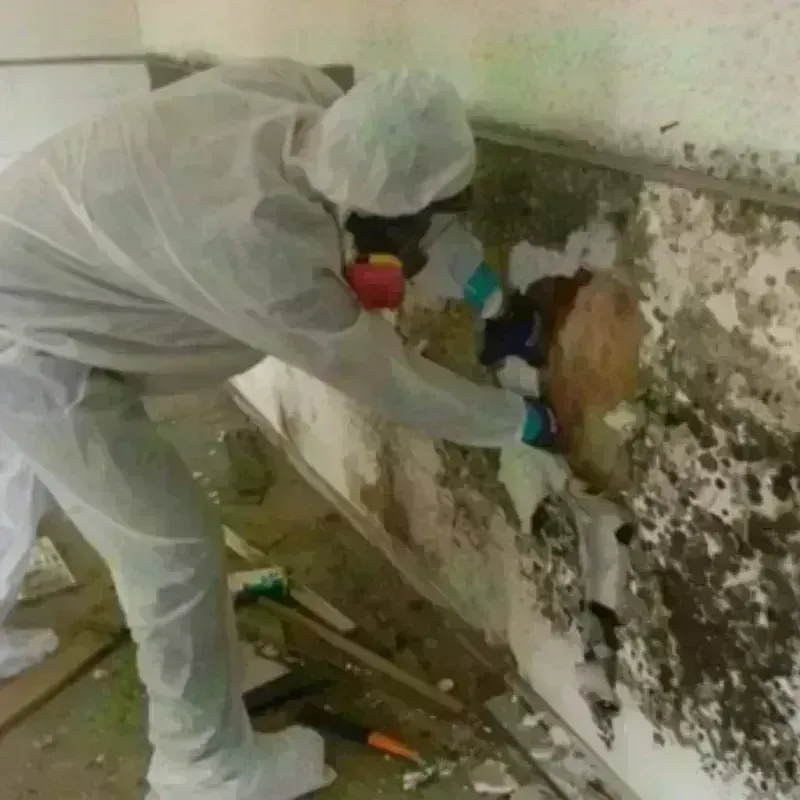 Mold Remediation and Removal in DuPage County, IL